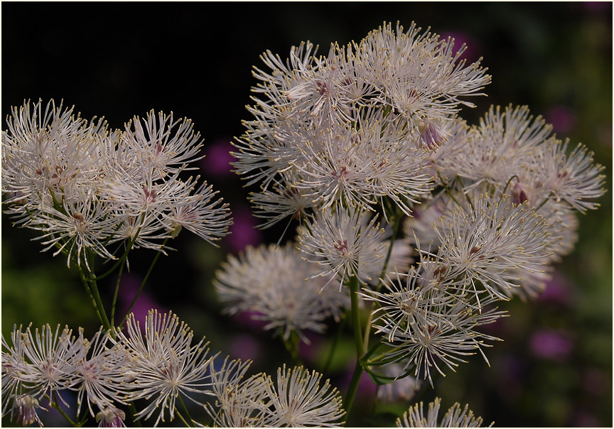 Wiesenraute (Thalictrum)