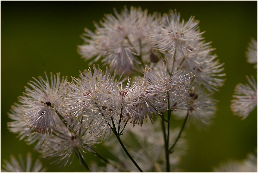 Wiesenraute (Thalictrum)