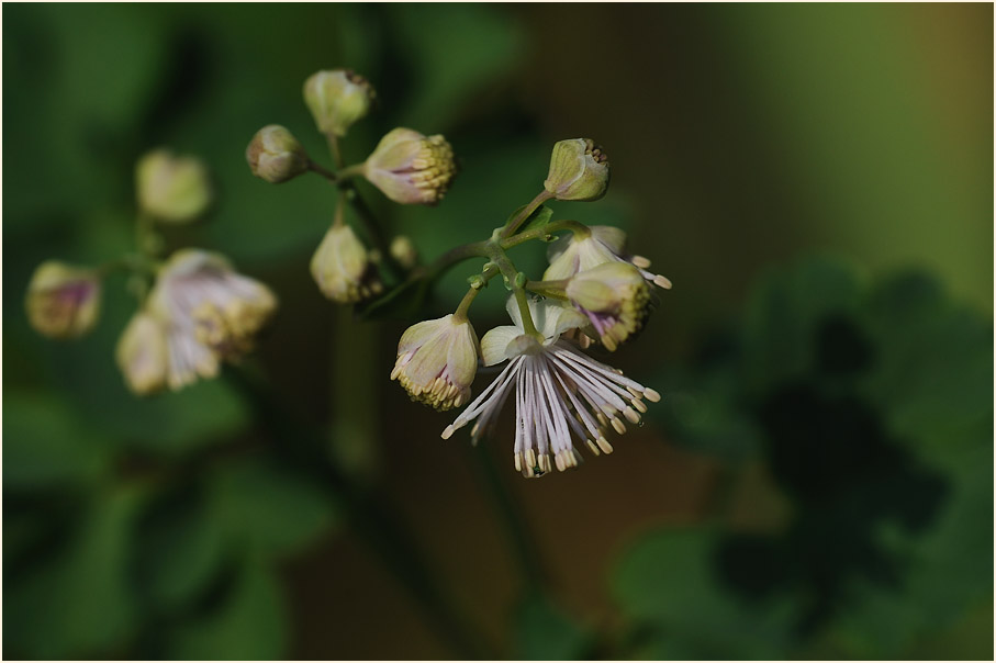 Wiesenraute (Thalictrum)