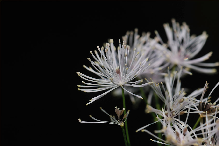 Wiesenraute (Thalictrum)