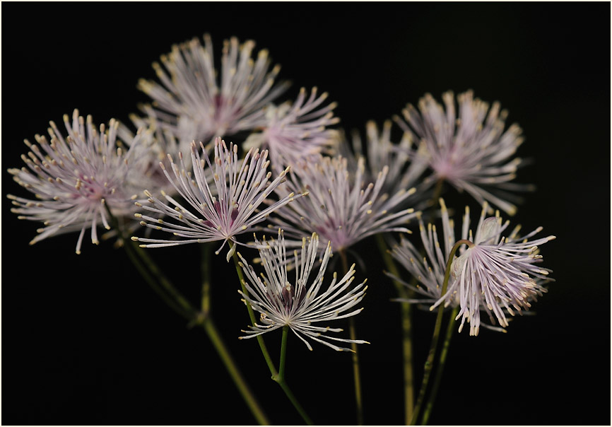 Wiesenraute (Thalictrum)