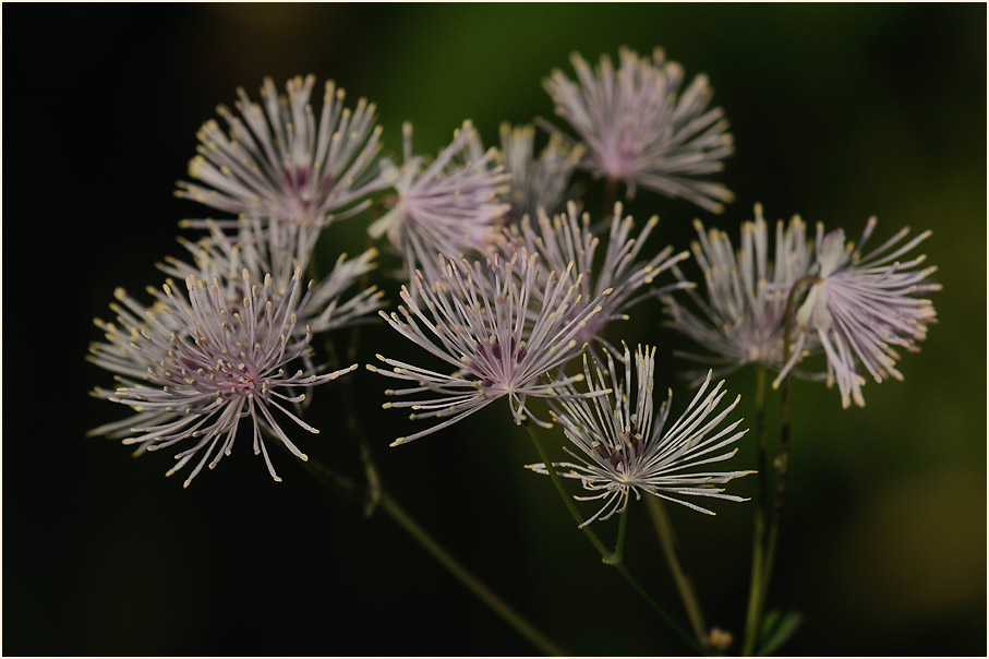 Wiesenraute (Thalictrum)