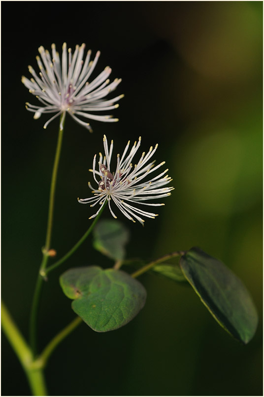 Wiesenraute (Thalictrum)