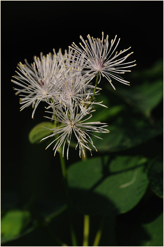 Wiesenraute (Thalictrum)