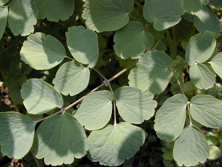 Wiesenraute (Thalictrum)