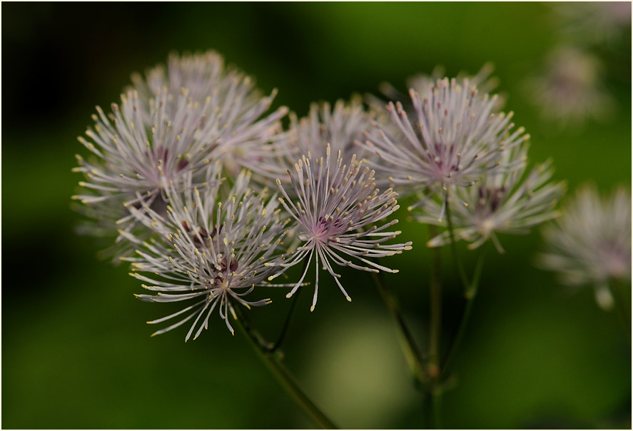 Wiesenraute (Thalictrum)