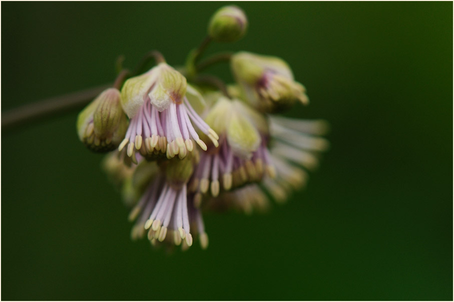 Wiesenraute (Thalictrum)