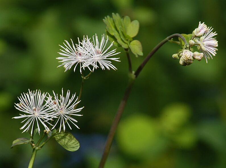 Wiesenraute (Thalictrum)