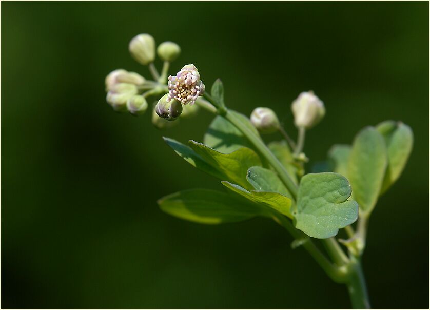 Wiesenraute (Thalictrum)