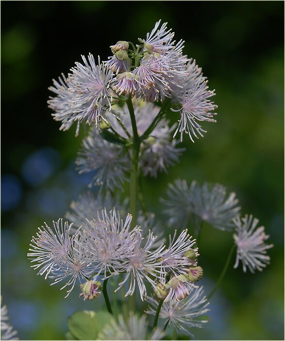 Wiesenraute (Thalictrum)