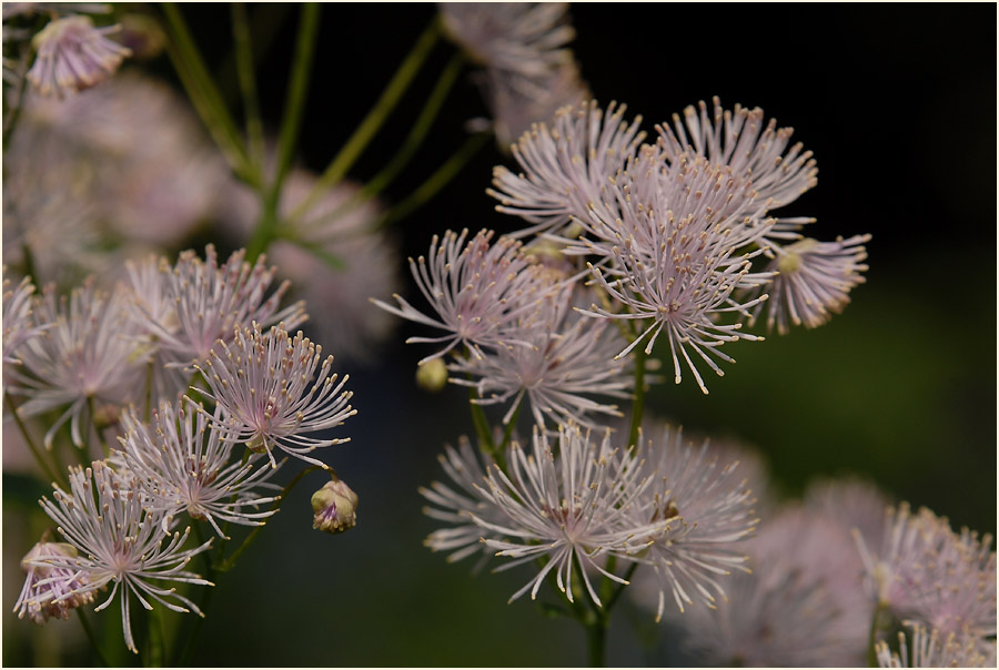 Wiesenraute (Thalictrum)