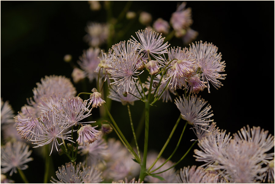 Wiesenraute (Thalictrum)