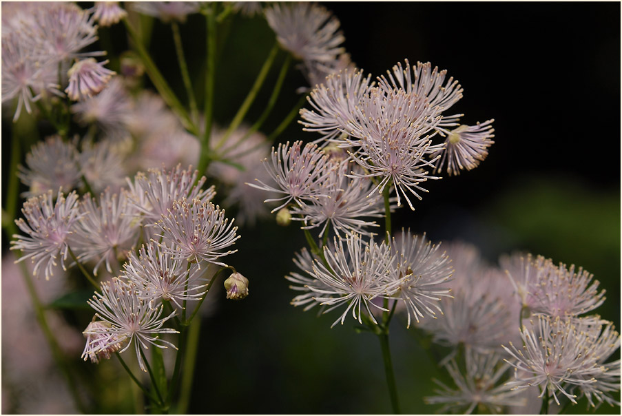 Wiesenraute (Thalictrum)