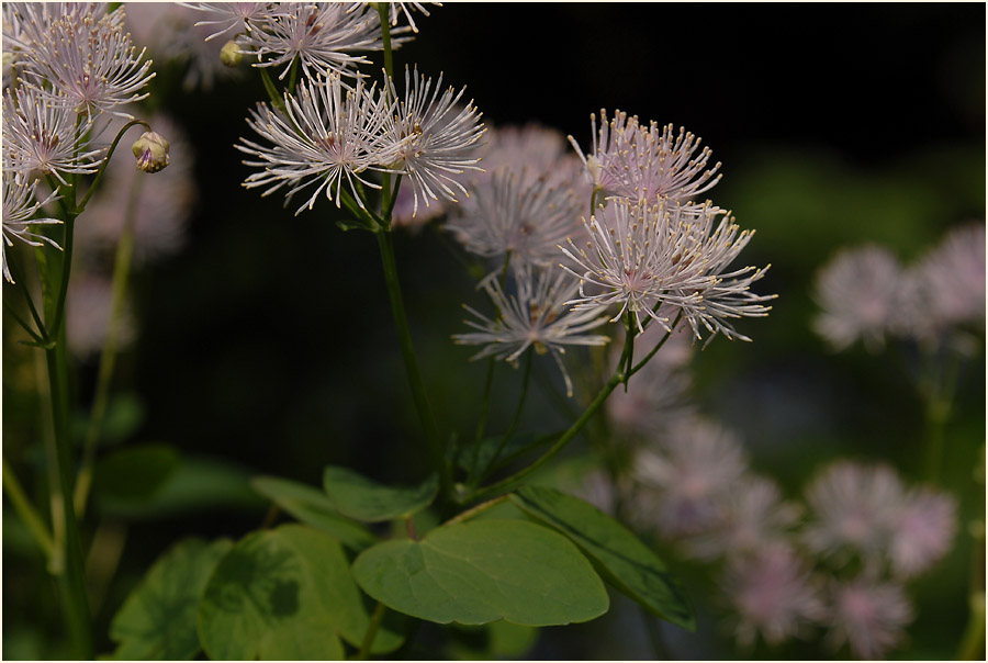 Wiesenraute (Thalictrum)