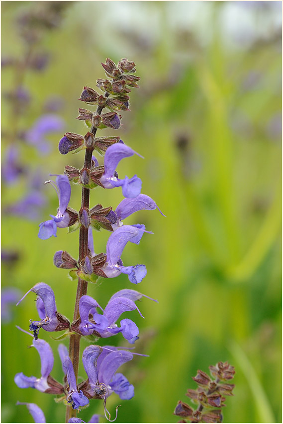 Wiesen-Salbei (Salvia pratensis)