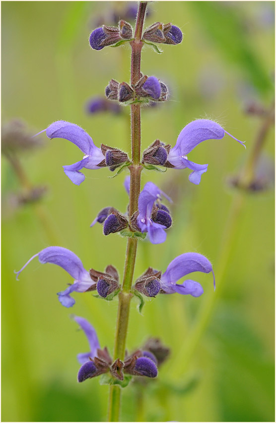 Wiesen-Salbei (Salvia pratensis)