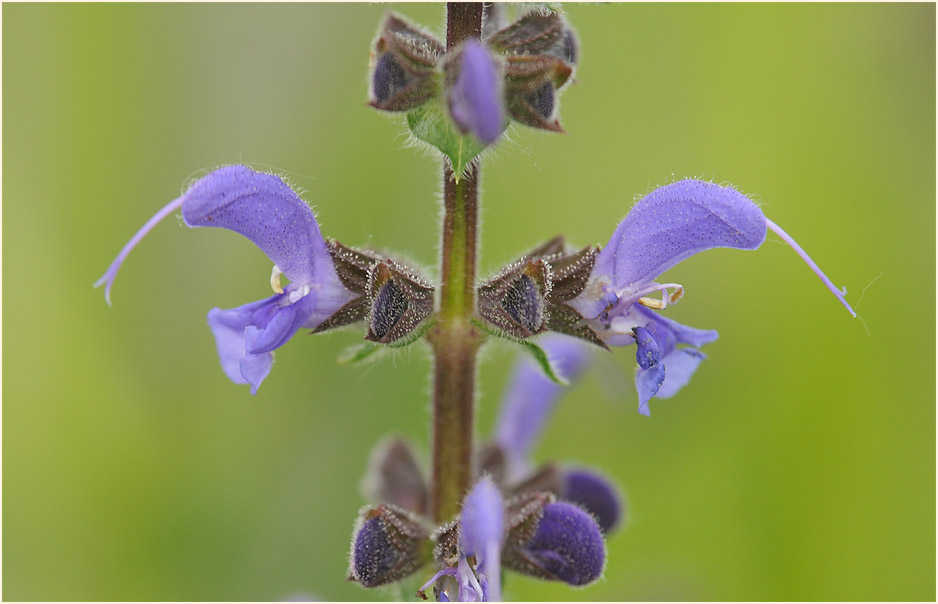 Wiesen-Salbei (Salvia pratensis)