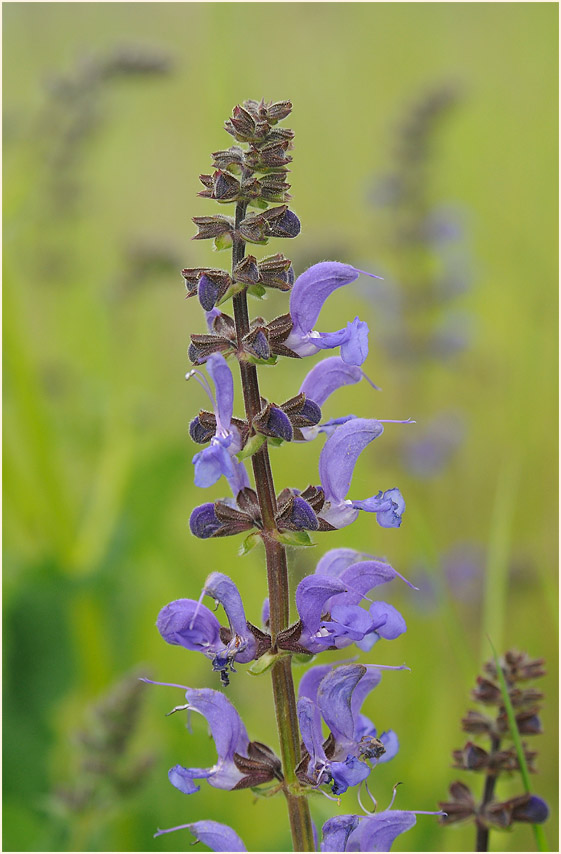 Wiesen-Salbei (Salvia pratensis)