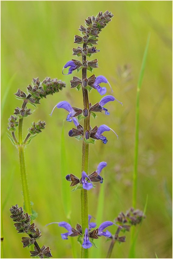 Wiesen-Salbei (Salvia pratensis)