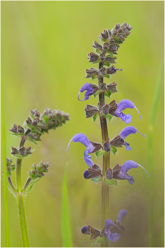 Wiesen-Salbei (Salvia pratensis)