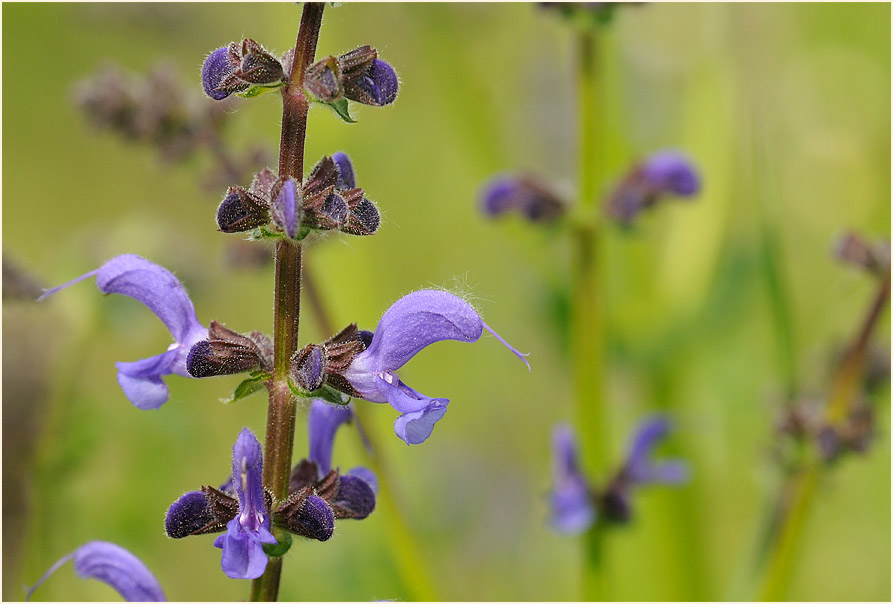 Wiesen-Salbei (Salvia pratensis)