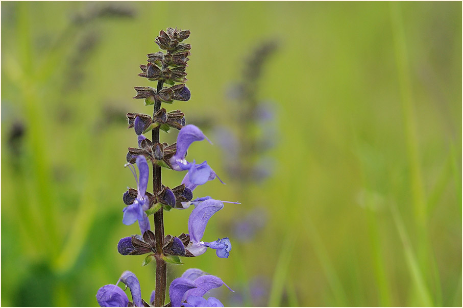 Wiesen-Salbei (Salvia pratensis)