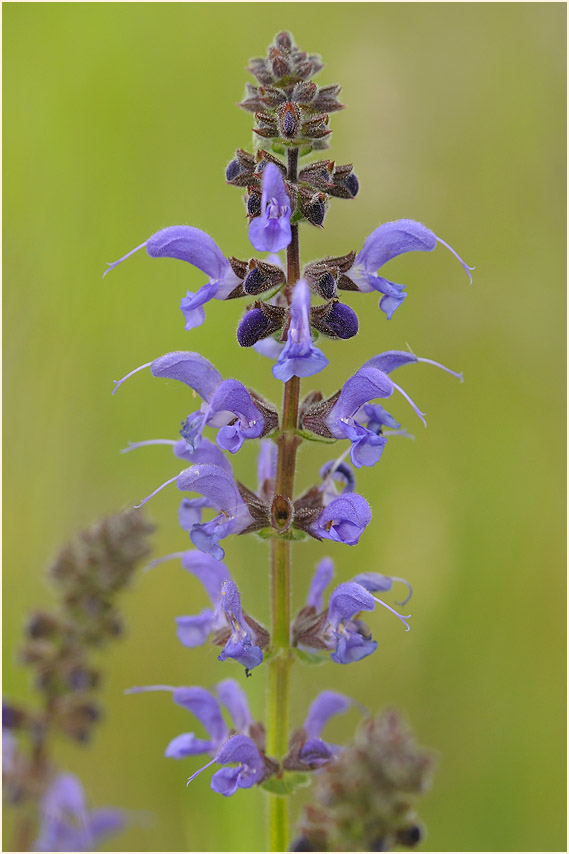 Wiesen-Salbei (Salvia pratensis)