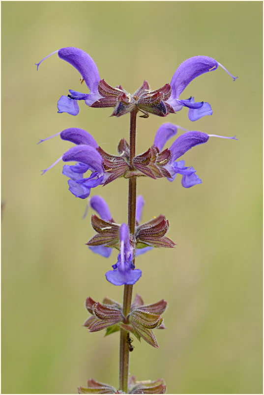 Wiesen-Salbei (Salvia pratensis)