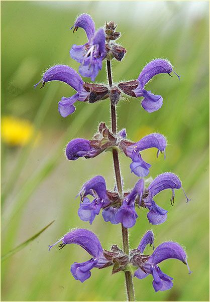 Wiesen-Salbei (Salvia pratensis)