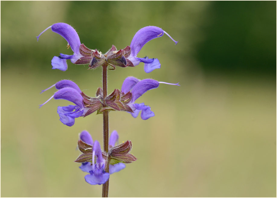 Wiesen-Salbei (Salvia pratensis)