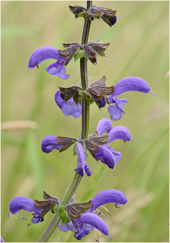 Wiesen-Salbei (Salvia pratensis)