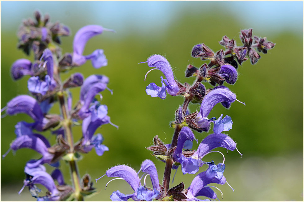 Wiesen-Salbei (Salvia pratensis)