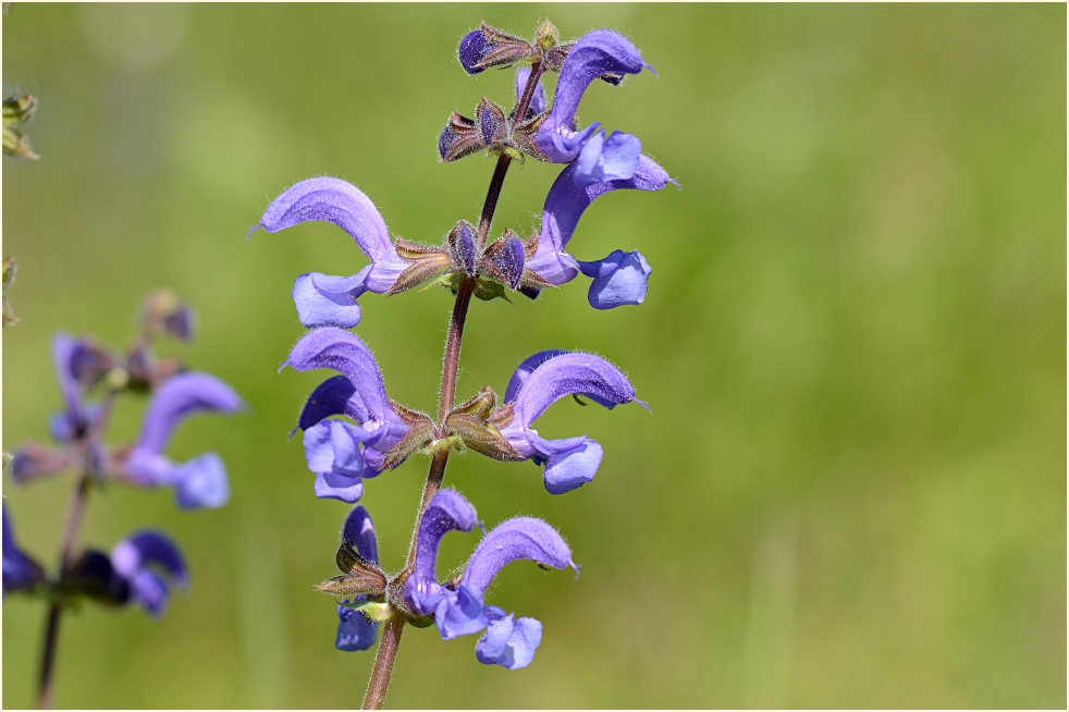 Wiesen-Salbei (Salvia pratensis)