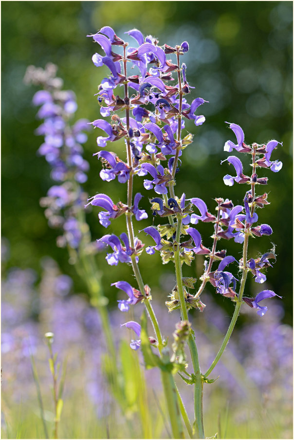 Wiesen-Salbei (Salvia pratensis)