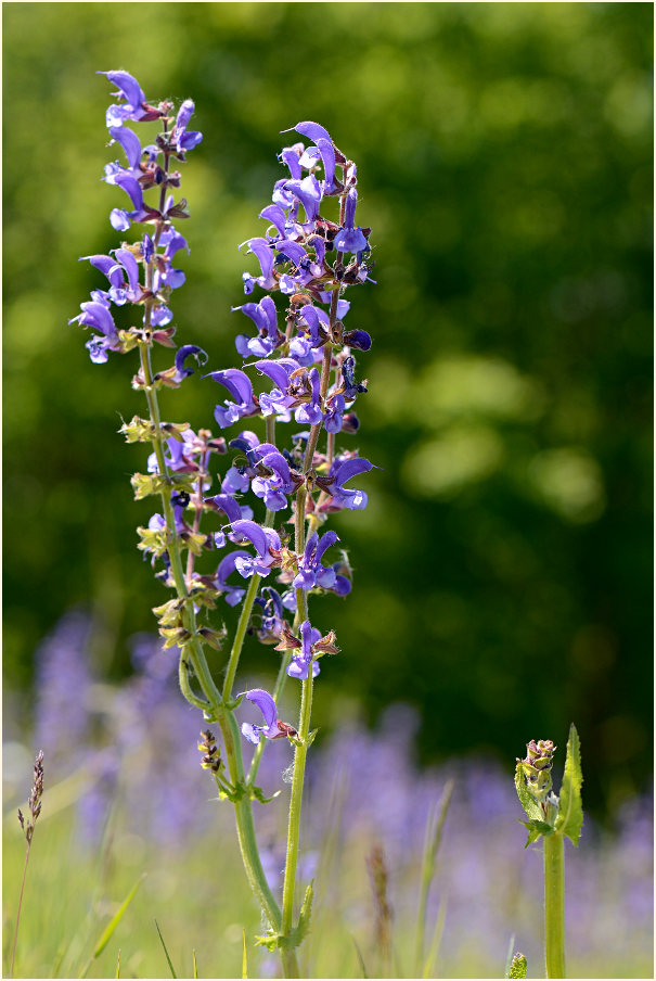 Wiesen-Salbei (Salvia pratensis)