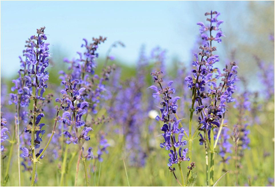 Wiesen-Salbei (Salvia pratensis)