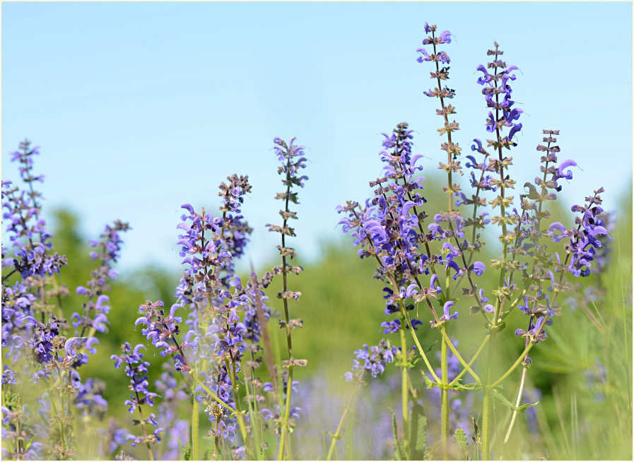 Wiesen-Salbei (Salvia pratensis)