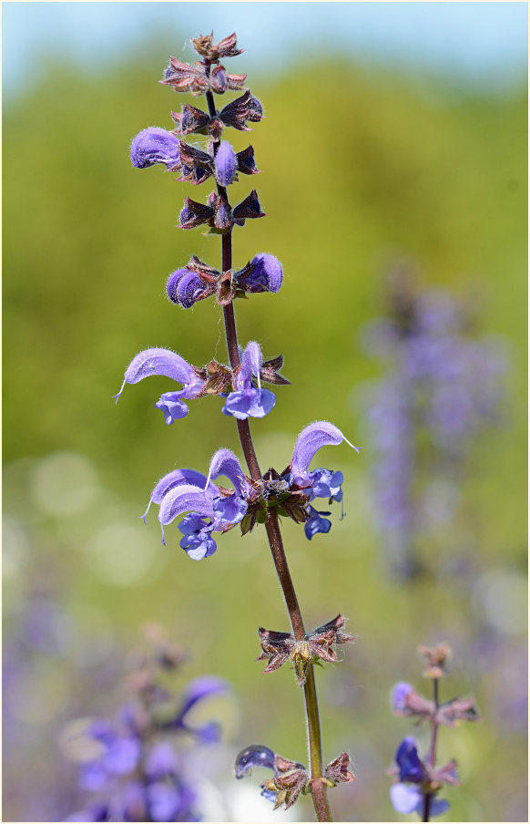 Wiesen-Salbei (Salvia pratensis)