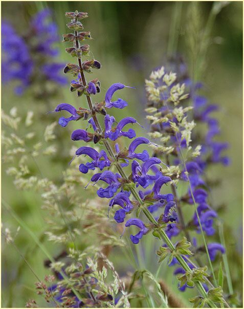 Wiesen-Salbei (Salvia pratensis)