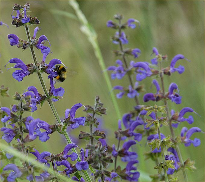 Wiesen-Salbei (Salvia pratensis)