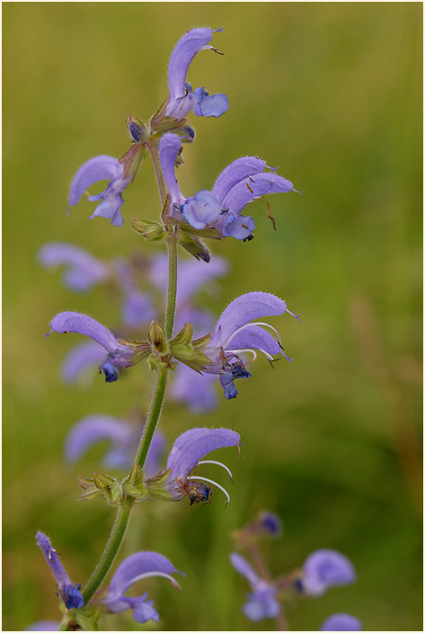 Wiesen-Salbei (Salvia pratensis)