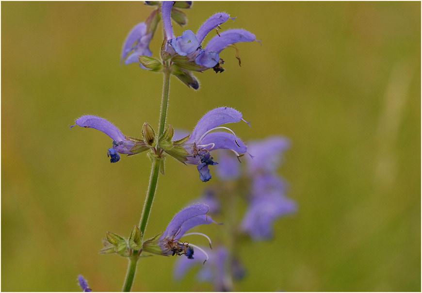 Wiesen-Salbei (Salvia pratensis)