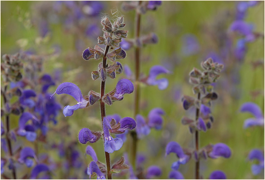 Wiesen-Salbei (Salvia pratensis)