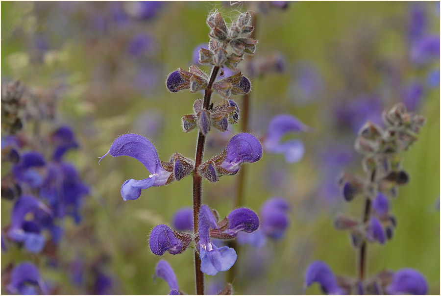 Wiesen-Salbei (Salvia pratensis)