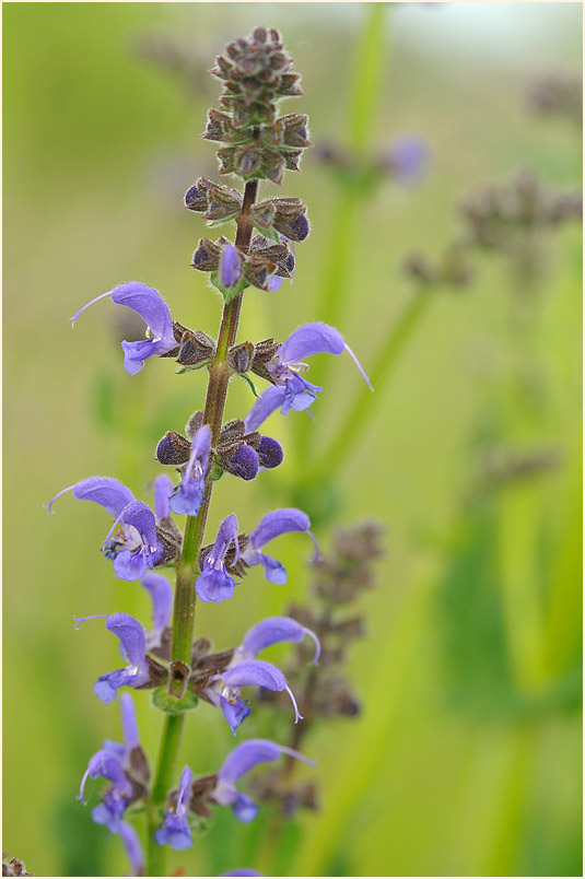 Wiesen-Salbei (Salvia pratensis)