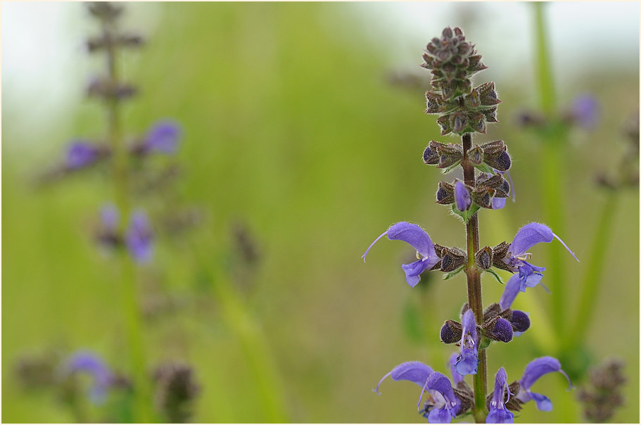 Wiesen-Salbei (Salvia pratensis)