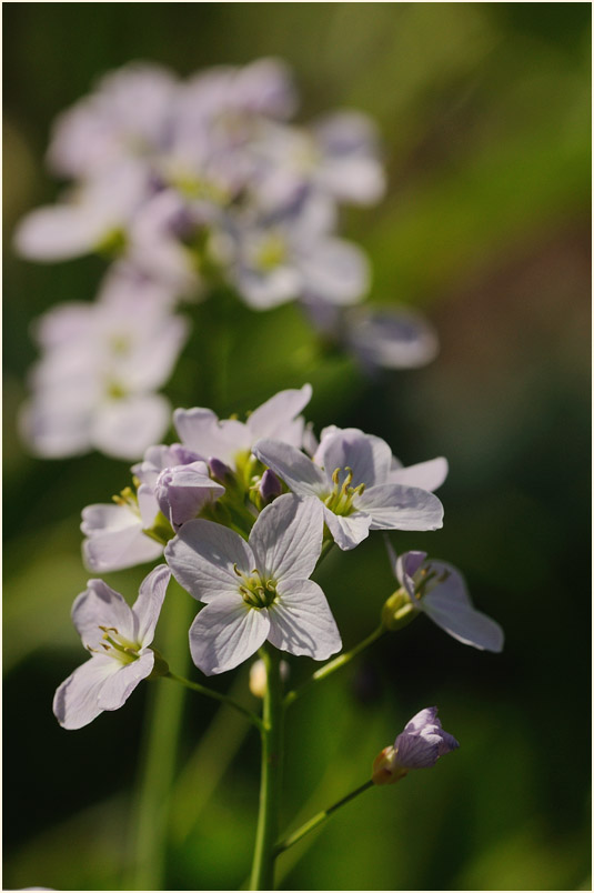 Wiesen-Schaumkraut (Cardamine pratensis)