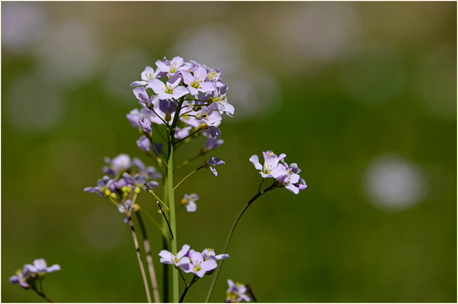 Wiesen-Schaumkraut (Cardamine pratensis)