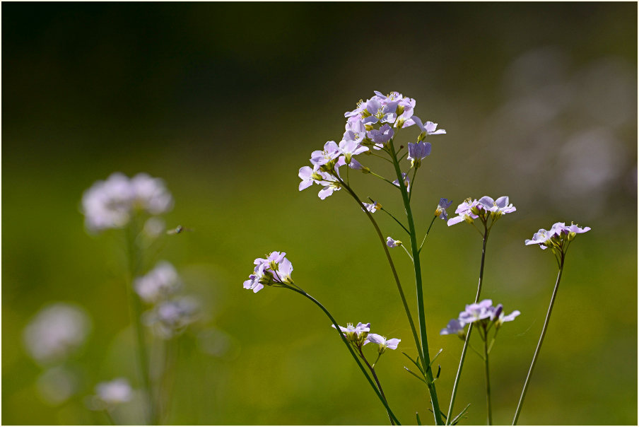 Wiesen-Schaumkraut (Cardamine pratensis)