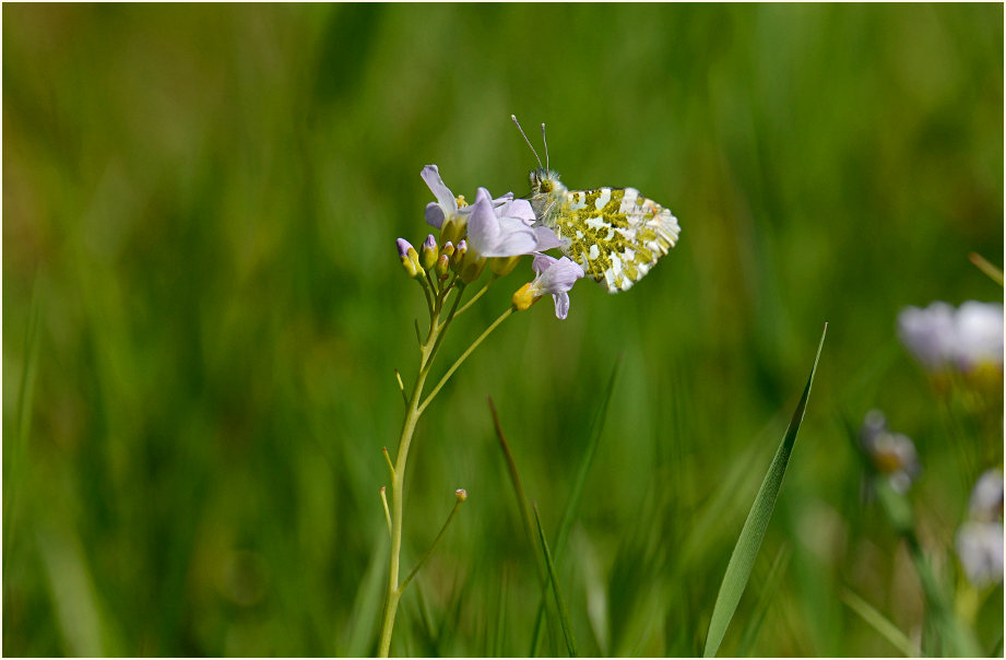 Aurorafalter an Wiesen-Schaumkraut (Cardamine pratensis)